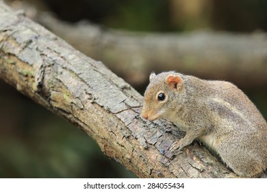 Common Treeshrew(Tupaia Glis) In Nature