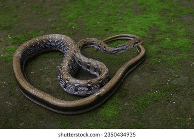 A Common Trinket Snake (Coelognathus helena helena)