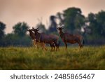 Common tsessebe, Damaliscus lunatus, detail portrait of big brown African mammal in nature. Sunset, antelope fight. Sassaby, in green vegetation, Okavango delta, Botswana. Widlife scene from nature. 