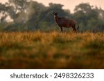 Common tsessebe, Damaliscus lunatus, detail portrait of big brown African mammal in nature. Sunset, antelope fight. Sassaby, in green vegetation, Okavango delta, Botswana. Widlife scene from nature. 