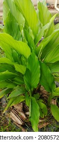 Common Turmeric - Botanical Name : Curcuma Longa