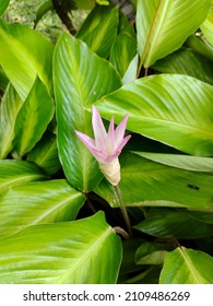 Common Turmeric (Curcuma Longa) Plant With Pink Flowers In The Yard