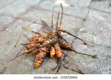 Common Turmeric Rhizome