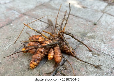 Common Turmeric Rhizome