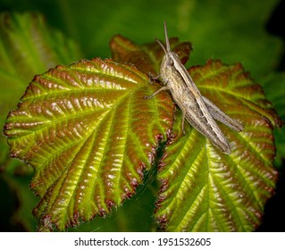 A Common UK Grasshopper Sitting On A Variegated Leaf.