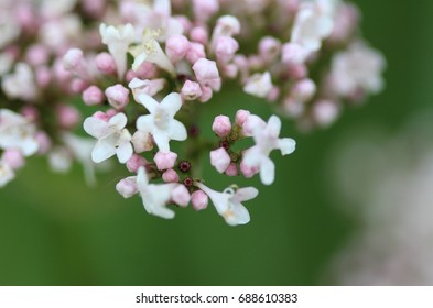 Common valerian (Valeriana officinalis)