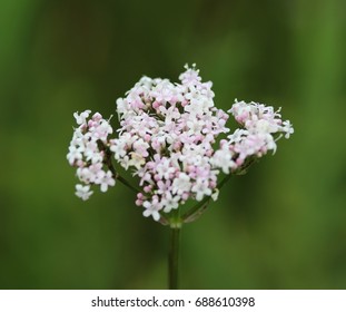 Common valerian (Valeriana officinalis)