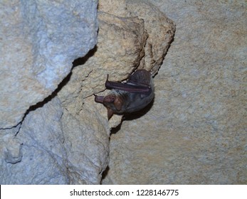 Common Vampire Bat, Desmodus Rotundus