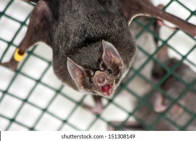 Common Vampire Bat (Desmodus Rotundus) In A Zoo