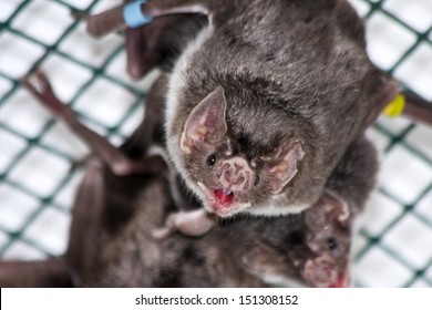 Common Vampire Bat (Desmodus Rotundus) In A Zoo