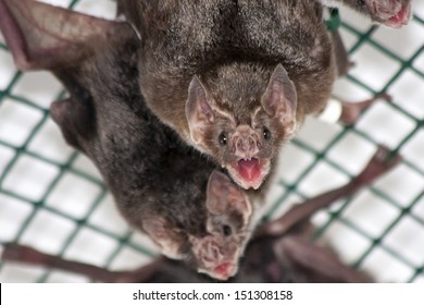 Common Vampire Bat (Desmodus Rotundus) In A Zoo