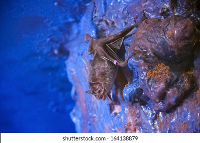 Common Vampire Bat (Desmodus Rotundus) In The Night Room