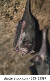 Common Vampire Bat, Desmodus Rotundus