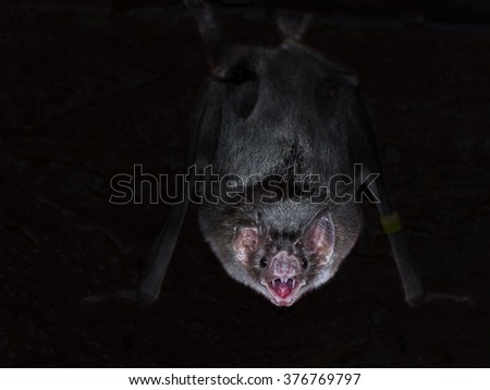 Common vampire bat (Desmodus rotundus) is hanging in the dark