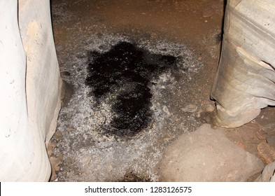 
Common Vampire Bat Feces In A Limestone Cave
