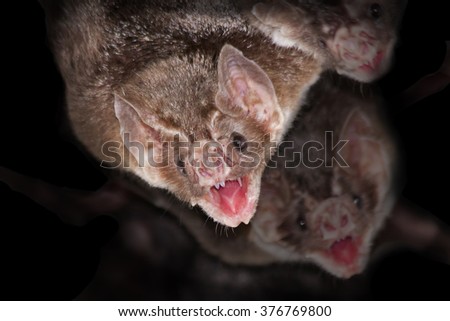 Common vampire bats (Desmodus rotundus) with black background