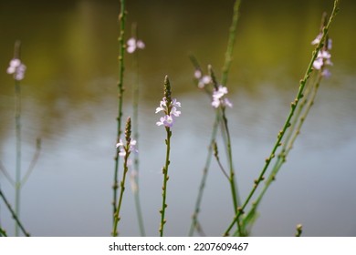Common vervain with flower. Verbena officinalis - Shutterstock ID 2207609467