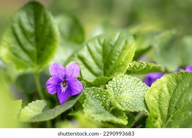 Common violet flower Viola Odorata in bloom close-up on a green natural background. Floral spring Easter background. Selective focus - Shutterstock ID 2290993683