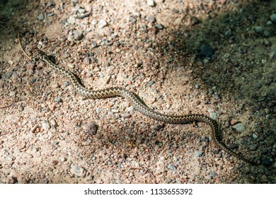 Common Viper Blends In On A Sunny Path On The Island Of Seili, In The Åland Islands, Finland.