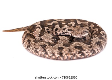 Common Viper Snake Isolated On White Stock Photo 710952580 | Shutterstock