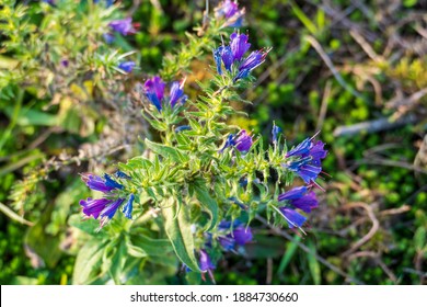 Common Viper's Bugloss Echium Vulgare, With Blue Flowers