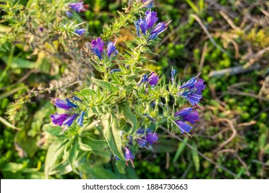 Common Viper's Bugloss Echium Vulgare, With Blue Flowers