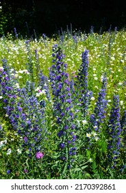 Common Viper's Bugloss On A Blooming Meadow In June       