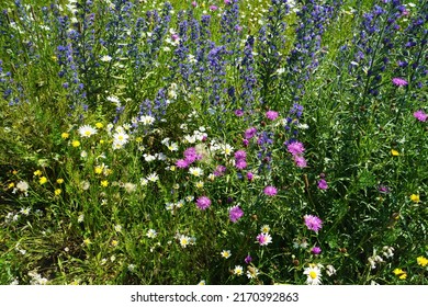 Common Viper's Bugloss On A Blooming Meadow In June       