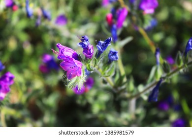 Common Viper's Bugloss. Vivid Flowers Of Echium Plantagineum, 
 