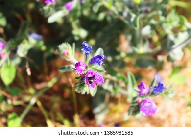 Common Viper's Bugloss. Vivid Flowers Of Echium Plantagineum, 
 