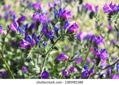 Common Viper's Bugloss. Vivid Flowers Of Echium Plantagineum, 
 