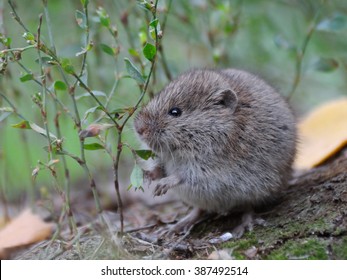 Common Vole (Microtus Arvalis) Among Grass