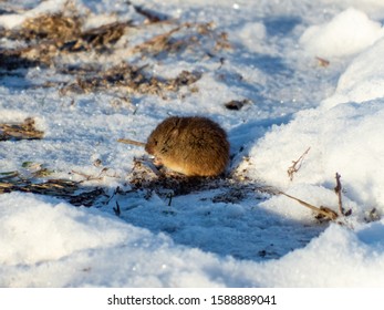 Snow Vole High Res Stock Images Shutterstock