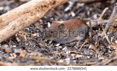 Common vole. A small mouse at the birds feeding ground
