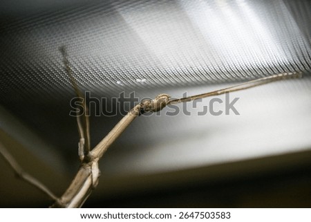 Common walkingstick - close up shot