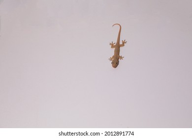 A Common Wall Gecko On The Wall