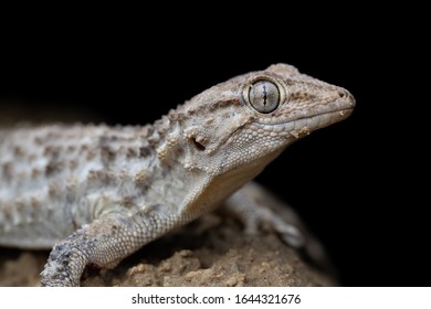 Common Wall Gecko (Tarentola Mauritanica)