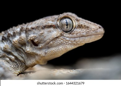 Common Wall Gecko (Tarentola Mauritanica)