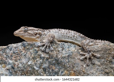 Common Wall Gecko (Tarentola Mauritanica)