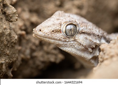 Common Wall Gecko (Tarentola Mauritanica)