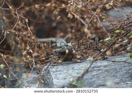 Common Wall Lizard, brownish, grayish top, patterned back, basking on rock (Podarcis-muralis) (close-up)