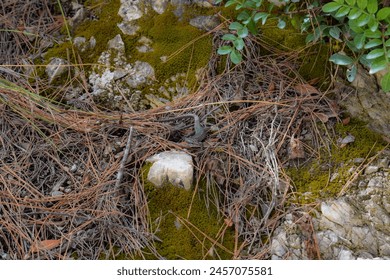 Common wall lizard camouflaged amongst dry pine needles, moss and rocks in Greece - Powered by Shutterstock