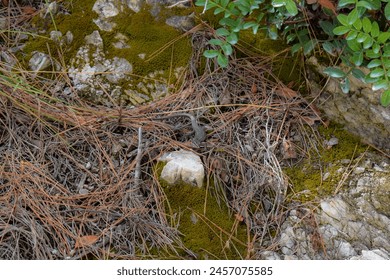 Common wall lizard camouflaged amongst dry pine needles, moss and rocks in Greece - Powered by Shutterstock