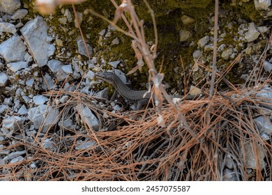 Common wall lizard camouflaged amongst dry pine needles, moss and rocks in Greece - Powered by Shutterstock