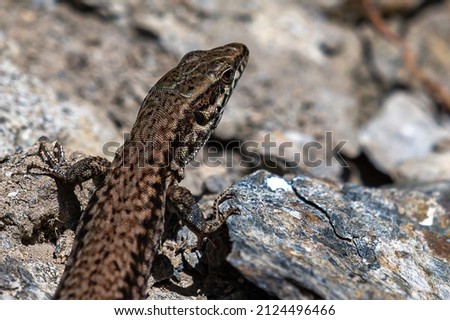 Common Wall Lizard French Alps