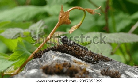Common wall lizard Podarcis muralis perched on a grey rock in a Swiss Nature Reserve - Les Grangettes - in Canton de Vaud on a sunny Spring day