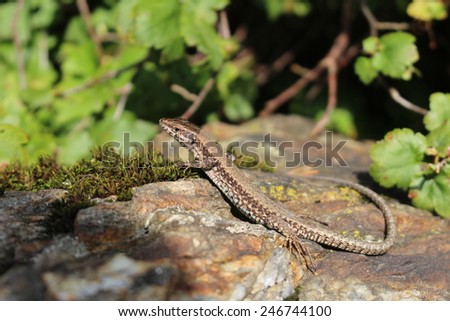 A common wall lizard (podarcis muralis) basking in the sun. These lizards are also known as European wall lizard and can grow to about 20 cm (7.9 in) in total length.
