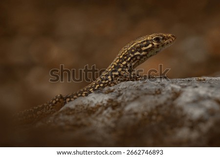 Common wall lizard, Podarcis muralis, spotted lizard portrait in the nature habitat, stone and wall in town Verbania in Italy. Lizard in the nature habitat, Europe. Nature wildlife. 