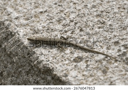 Common wall lizard sits on a stone reptile close-up fauna nature summer