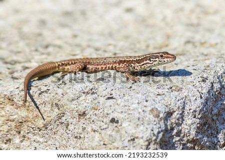 Common wall lizard sunbathing on a rock in the morning (Podarcis Muralis)
